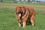DOGUE DU TIBET 641